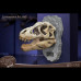 T Rex & Spinosaurus Head Skull